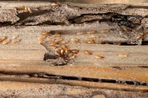 Best Pest Prevention Services  in Edgewood, MD